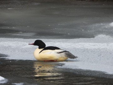 Zima w Spalskim Parku Krajobrazowym, <p>nurogęś</p>